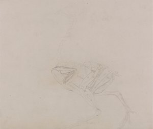 Dorkingin kanan vartalo, sivunäkymä (vartalon ja raajojen lihasten tutkimus dissektion myöhemmässä vaiheessa) tekijältä George Stubbs