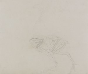 Dorkingin kanan ruumis, sivunäkymä, vertailevasta anatomisesta näyttelystä ihmiskehon rakenteesta tiikerin ja linnun kehon rakenteeseen, 1795-1806 (grafiittia ohuella kudospaperilla) tekijältä George Stubbs