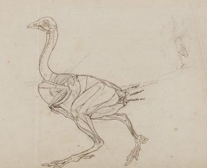 Dorkingin kanan ruumis, sivukuva, teoksesta "A Comparative Anatomical Exposition of the Structure of the Human Body with that of a Tiger and a Common Fowl" (Vertaileva anatominen selvitys ihmiskehon rakenteesta tiikerin ja kanan kanssa). tekijältä George Stubbs
