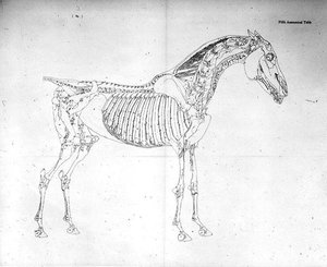 Viides anatominen taulukko teoksesta "Hevosen anatomia" (kaiverrus) tekijältä George Stubbs