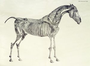 Viides anatominen taulukko teoksesta "Hevosen anatomia" tekijältä George Stubbs