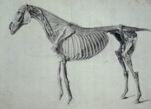 Valmis tutkimus hevosen viidettä anatomista pöytää varten (grafiitti paperille) tekijältä George Stubbs
