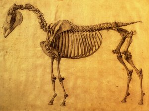 Valmis luonnos hevosen ensimmäistä luurankotaulukkoa varten, noin 1766 (grafiitti paperille). tekijältä George Stubbs