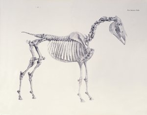 Ensimmäinen luurankopöytä kirjasta "The Anatomy of the Horse" tekijältä George Stubbs