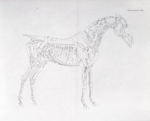 Neljäs anatominen taulukko teoksesta "Hevosen anatomia" tekijältä George Stubbs