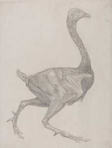 Kanan runko, sivunäkymä (luultavasti valmisteltu siirrettäväksi levylle taulukon XV kaivertamista varten) tekijältä George Stubbs
