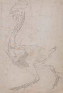 Kanan runko, sivunäkymä (luultavasti valmisteltu siirrettäväksi levylle taulukon X avainhahmon kaivertamista varten) tekijältä George Stubbs