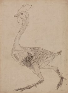 Kanan runko, sivunäkymä (tutkimus taulukon X avainhahmosta) tekijältä George Stubbs