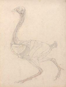 Kanan runko, sivunäkymä (tutkimus taulukon XV avainhahmosta) tekijältä George Stubbs
