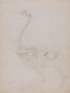 Kanan runko, sivunäkymä tekijältä George Stubbs