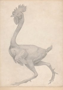 Kanat, sivuttaisnäkymä, joista suurin osa höyhenistä poistettu (valmiit taulukon X tutkimus) tekijältä George Stubbs