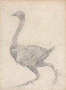 Galinha, Vista Lateral, com Pele e Camadas Fasciais Subjacentes Removidas (Estudo Concluído para a Tabela XV) finlandês tekijältä George Stubbs
