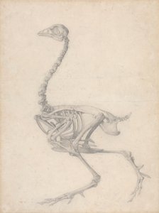 Kanan luuranko, sivunäkymä (valmiit taulukon V tutkimus) tekijältä George Stubbs