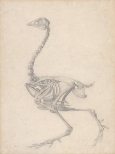 Kanan luuranko, sivukuva (Taulukon V valmis tutkimus) tekijältä George Stubbs