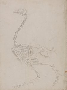 Kanan luuranko, sivunäkymä (luurangon ääriviivapiirros) tekijältä George Stubbs