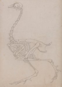 Kanan luuranko, sivunäkymä (Taulukon V avainhahmoa varten laaditun luurangon ääriviivapiirros) tekijältä George Stubbs