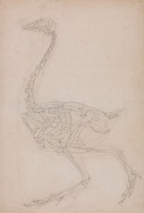 Linnun luuranko, sivunäkymä (luultavasti perustutkimus muissa piirustuksissa käytetyn linnun luurangon suhteista) tekijältä George Stubbs
