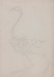 Kanan luuranko, sivunäkymä tekijältä George Stubbs