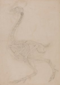Kanan luuranko, sivunäkymä tekijältä George Stubbs
