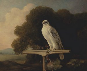 Greenland Falcon, Gyr Falcon, 1780. tekijältä George Stubbs