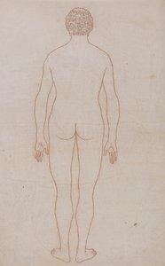 Ihmiskeho, takanäkymä (taulukon VII ääriviivapiirros) tekijältä George Stubbs