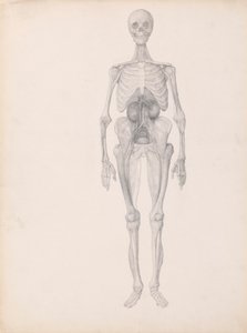 Figura Humana, Visão Anterior (Estudo Concluído do Estágio Final de Dissecção) finlandês tekijältä George Stubbs