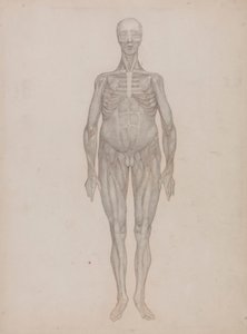 Ihmishahmo, etunäkymä (tarkoitettu lautaselle, jota ei koskaan julkaistu) tekijältä George Stubbs
