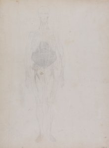 Ihmishahmo, etunäkymä (suurelta osin ääriviivat) tekijältä George Stubbs