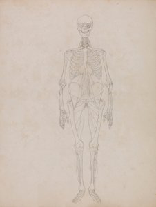 Ihmishahmo, etunäkymä (ääriviiva) tekijältä George Stubbs