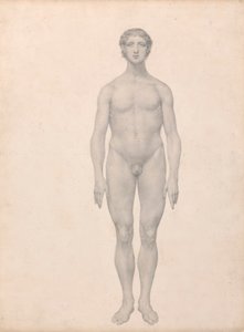 Ihmishahmo, etunäkymä, leikkaamaton (valmiit taulukon VI tutkimus) tekijältä George Stubbs