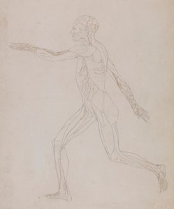 Ihmishahmo, sivunäkymä (liittyy taulukkoon XIII, yksityiskohtainen tutkimus lihaksia syöttävistä verisuonista) tekijältä George Stubbs