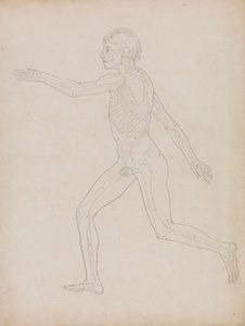 Ihmishahmo, sivunäkymä tekijältä George Stubbs