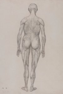 Ihmishahmo, takanäkymä (melkein identtinen taulukon XII valmiin piirustuksen kanssa) tekijältä George Stubbs