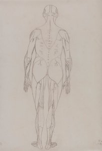 Ihmishahmo, takanäkymä (avainhahmon ääriviivapiirros taulukkoon XII) tekijältä George Stubbs
