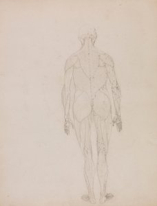 Ihmishahmo, takanäkymä (avainhahmon ääriviivapiirros taulukkoon XII) tekijältä George Stubbs