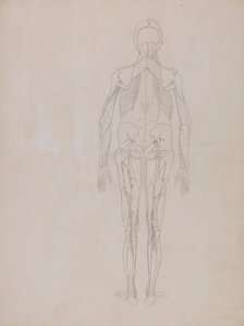 Ihmishahmo, takanäkymä (julkaisemattoman levyn avainhahmon ääriviivapiirros) tekijältä George Stubbs