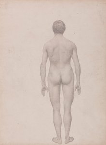 Ihmishahmo, takanäkymä, leikkaamaton (valmiit taulukon VII tutkimus) tekijältä George Stubbs