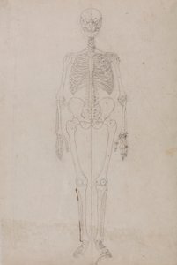 Ihmisen luuranko, etunäkymä (lopullinen tutkimus) tekijältä George Stubbs