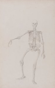 Ihmisen luuranko, näkymä edestä (oikea käsi ojennettuna; valmis tutkimus julkaisemattomasta taulukosta) tekijältä George Stubbs
