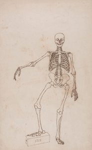 Ihmisen luuranko, etunäkymä tekijältä George Stubbs