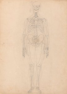 Ihmisen luuranko, etunäkymä tekijältä George Stubbs