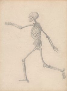 Ihmisen luuranko, sivunäkymä (lähellä taulukon III lopullista tutkimusta, mutta eroaa yksityiskohdista) tekijältä George Stubbs