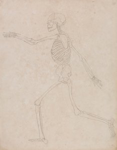 Ihmisen luuranko, sivunäkymä (saatettu alun perin valmisteltu käytettäväksi taulukon III avainhahmona, mutta myöhemmin hylätty) tekijältä George Stubbs
