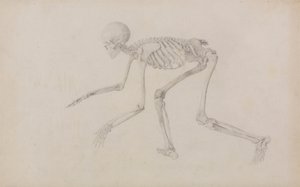 Ihmisen luuranko, sivunäkymä (ryömivässä asennossa; julkaistu julkaisematonta taulukkoa varten valmistunut tutkimus) tekijältä George Stubbs