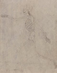 Ihmisen luuranko, sivunäkymä tekijältä George Stubbs