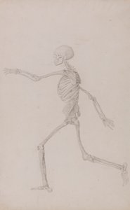 Ihmisen luuranko, sivuttaisnäkymä vasemmalta katsottuna, juoksu (valmistunut tutkimus taulukolle III) tekijältä George Stubbs