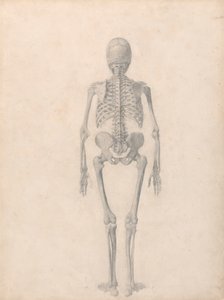 Ihmisen luuranko, takanäkymä (valmistunut tutkimus taulukkoa II varten) tekijältä George Stubbs