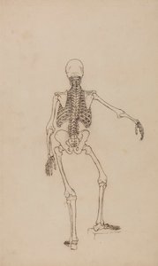Ihmisen luuranko, takanäkymä tekijältä George Stubbs