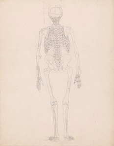 Ihmisen luuranko, takanäkymä tekijältä George Stubbs