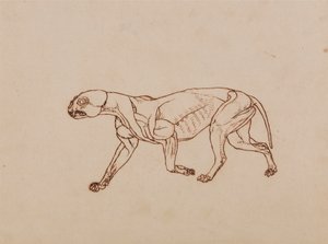 Leopardirunko, sivunäkymä tekijältä George Stubbs